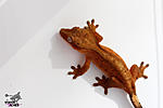   (Rhacodactylus ciliatus)