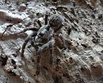 Ceratogyrus darlingi (13 L) ♀