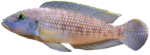 Lamprologus callipterus
