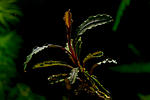 Bucephalandra sp. Red Scorpio