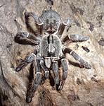 Ceratogyrus darlingi (13 L) ♀