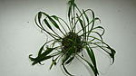 Cryptocoryne  willisii  