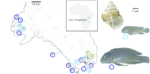 Locations of the Telmatochromis temporalis populations sampled Dark blue circles are