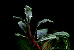 Bucephalandra sp. Red Aphrodisiac Nanga Sukayat