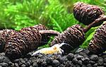 white bee shrimp mid grade