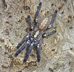 Poecilotheria metallica (10 L) ♀