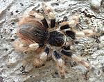 Nhandu coloratovillosus (12 L) ♀