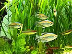 Phenacogrammus interruptus mix