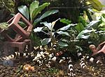 Caridina cantonensis (bee shrimp)