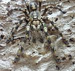 Poecilotheria subfusca (10 L) ♀