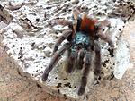 Caribena (Avicularia) versicolor (adult) ♀
