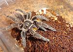 Phormictopus cancerides (6 L) ♀