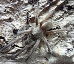 Chilobrachys sp. Prachuap khiri khan (adult) ♂