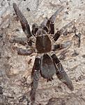 Hysterocrates gigas (adult) ♀