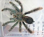 Avicularia avicularia (adult) ♀    