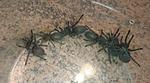 Monocentropus balfouri (4-6 L)