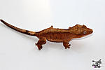   (Rhacodactylus ciliatus)