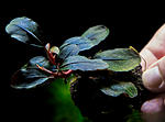 Bucephalandra sp. Super Blue Type Round