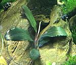 Bucephalandra sp. Purple blue