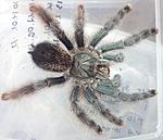 Avicularia avicularia (adult) ♀    