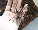 Grammostola rosea red (11 L) ♀