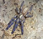 Poecilotheria metallica (10 L) ♀