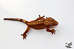   (Rhacodactylus ciliatus)