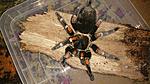 Brachypelma auratum (adult) ♀