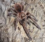 Phormictopus cancerides (7 L) ♂