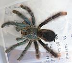 Avicularia avicularia (adult) ♀    