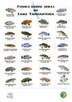 poster shell