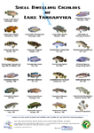 poster shell ver 7