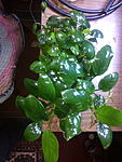 IMG 20181201 101729