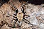 Ornithoctonus costalis (adult) ♀