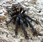 Psalmopoeus irminia (adult) ♀