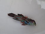 IMG 1742