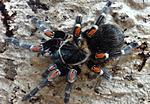 Brachypelma auratum (adult) ♀
