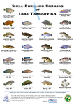 poster shell ver 8