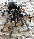 Brachypelma auratum (adult) ♀