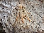 Psalmopoeus pulcher (adult) ♀