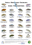 poster shell ver 9