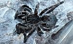 Ceratogyrus hillyardi (adult) ♀