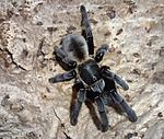 Ornithoctonus aureotibialis (adult) ♀