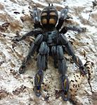 Psalmopoeus irminia (adult) ♀