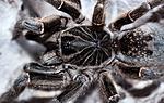 Ceratogyrus hillyardi (adult) ♀