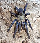 Cyriopagopus lividus (ex Haplopelma lividum) (12 L) ♀