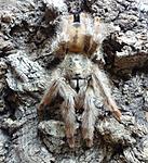Psalmopoeus pulcher (adult) ♀