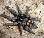 Psalmopoeus irminia (adult) ♀