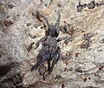 Phlogiellus sp. Palawan (5 L)
