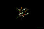 Bucephalandra sp. Golden Bell,Sanggau